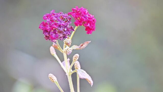 Lantana camara, also known as big-sage