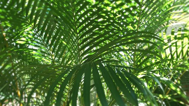 green palm leaf, holy leaf of Holy Week Palm Sunday, religious symbol