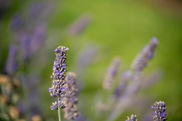 Growing a lavender cropin rows in a beautiful field. Purple lavender
