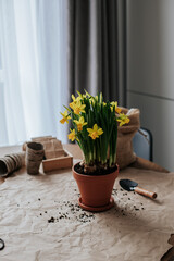 Daffodils in a ceramic pot stand on a paper-lined table in a bright kitchen. on the table are gardening tools, scissors, soil in a bag.