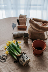Blooming daffodils without a pot lie next to a ceramic pot on a table covered with paper in a bright kitchen. nearby are small gardening tools, scissors and a bag of soil.
