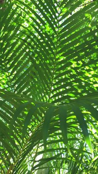 vertical image of green palm leaf, sacred leaf of Holy Week Palm Sunday, religious symbol