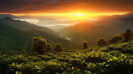 Coffee plantation at the highlands with beautiful sunset and meadow at morning. - obrazy, fototapety, plakaty