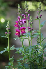 Antirrhinum is a genus of plants commonly known as dragon flowers	