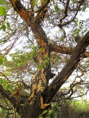 Fototapeta premium Tree trunk in Delhi, India
