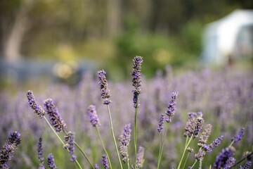 Growing a lavender cropin rows in a beautiful field. Purple lavender