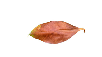 Fototapeta premium Dry leave on a white background.