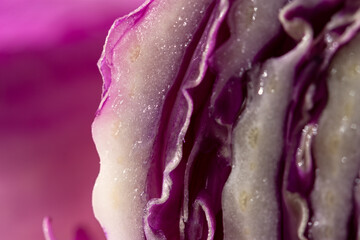 Purple cabbage macro abstract background. Creative composition in the harsh sunlight. Cut the crude product. Vegetarianism, diet, vitamins. Purple Peking cabbage for salads. The texture of the food - 762389502