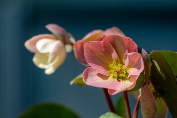 Beautiful Helleborus Charmer or winter angel, The Eurasian genus Helleborus consists of approximately 20 species of herbaceous or evergreen perennial flowering plants in the family Ranunculaceae.