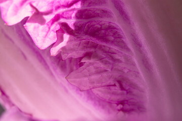 Purple cabbage macro abstract background. Creative composition in the harsh sunlight. Cut the crude product. Vegetarianism, diet, vitamins. Purple Peking cabbage for salads. The texture of the food - 762389938