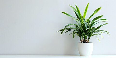 A low-maintenance indoor plant that purifies the air , advertising style, copy space
