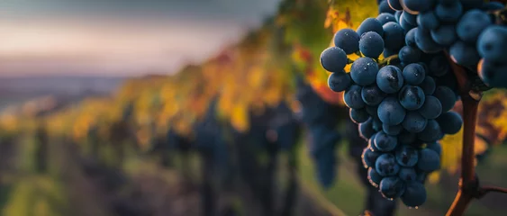 Foto auf Glas Ripe blue grapes on vine with golden sunset light in a vineyard. Golden hour: serene autumn vineyard with ripe grapes at sunset in the rural countryside © losmostachos
