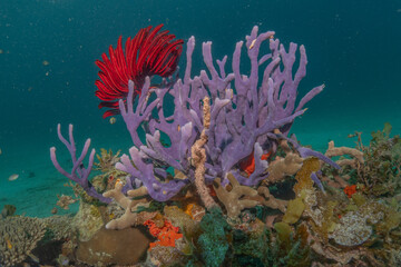 Fototapeta na wymiar Coral reef and water plants at the Sea of the Philippines 