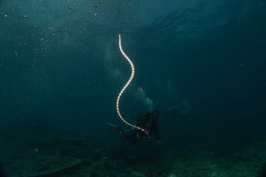 Banded Sea Krait Laticauda colubrina in the Sea of the Philippines
