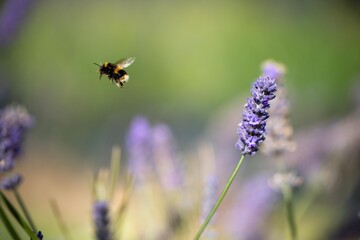 bumble bee pollinating a lavender flower in a fild of lavender crop