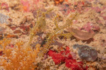 Coral reef and water plants at the Sea of the Philippines
