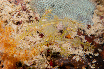 Coral reef and water plants at the Sea of the Philippines
