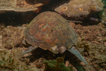 Hawksbill sea turtle in the Sea of the Philippines
