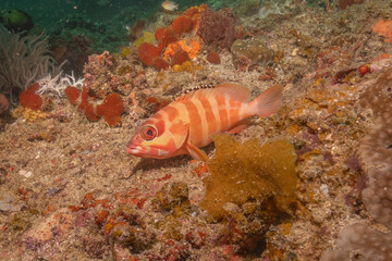 Fish swim in the Sea of the Philippines
