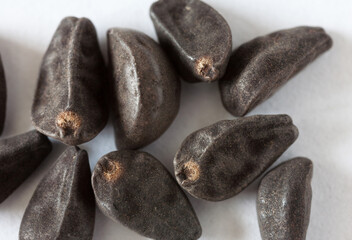 Close-up of dry morning glory (Ipomoea) climbing flower seeds before sowing the seeds for...