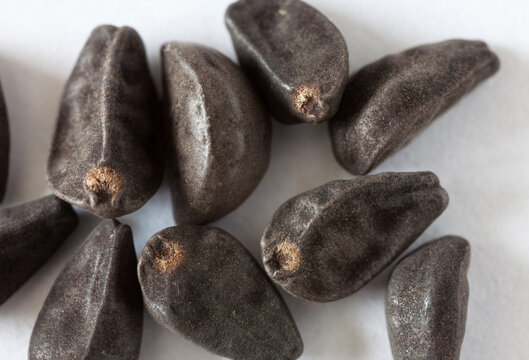 Close-up of dry morning glory (Ipomoea) climbing flower seeds before sowing the seeds for seedlings. Growing garden flowers concept. White paper background. Spring gardening. Macro, flat lay, top view