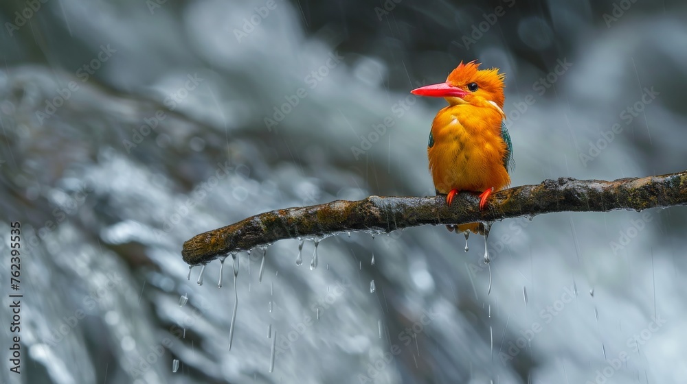Poster A small orange bird is perched on a branch, set against the backdrop of a cascading waterfall. The birds vivid color contrasts with the lush greenery surrounding it, creating a striking scene in natur