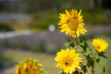sunflowers growing in a garden in australia