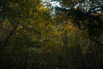 Moody lush forest view from inside. Carbon neutrality concept