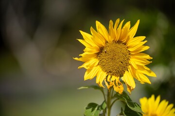 sunflowers growing in a garden in australia