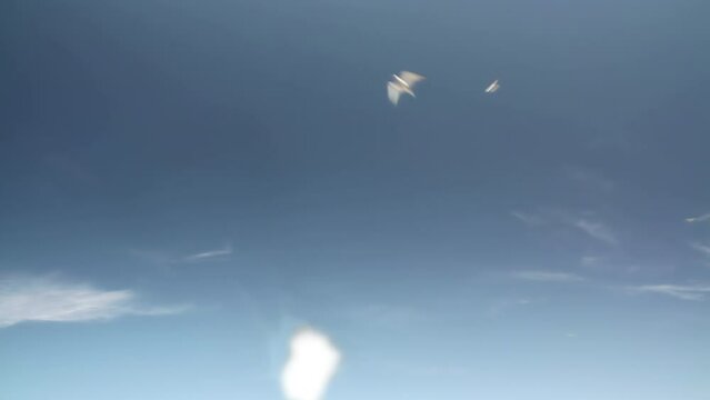 Revenge of the Birds. Ivory gulls aggressively attack the camera, carrying out comical bombings at the lens. The optics are trying to cope with focusing. Concept of wild nature's response to human exp