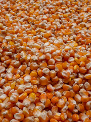 bundles of yellow corn kernels collected for drying in the hot sun.
