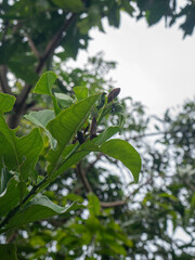 black mantis eating citrus leaves. as a crop pest in asian countries.