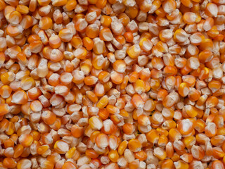 bundles of yellow corn kernels collected for drying in the hot sun.
