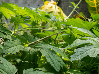 green praying mantis on vegetable crops