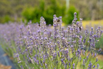 Growing a lavender cropin rows in a beautiful field. Purple lavender