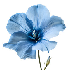 light blue flower  isolated  on transparent background. Ai generated	