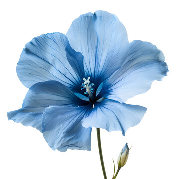 light blue flower on a white background, isolated with clipping path. Large. Delicate shaggy color. for design. Violet. 