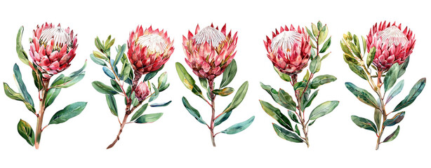 Watercolor protea set on transparent background. 