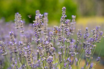 Growing a lavender cropin rows in a beautiful field. Purple lavender