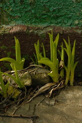 Spring plants on the background of an old wall with cracks. Wall texture.