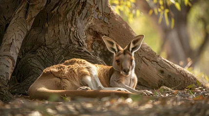  A Red Kangaroo is laying on the ground next to a tree, seeking shade from the sun. The kangaroo appears relaxed as it rests in a natural habitat. © vadosloginov