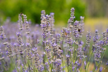 Obraz premium Growing a lavender cropin rows in a beautiful field. Purple lavender