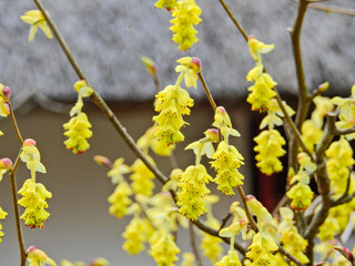 トサミズキとヒュウガミズキの違いは、花が淡黄色で葉よりも先に開き、花弁の先に覗く雄蕊が黄色いのがヒュウガ赤っぽいのがトサミズキ