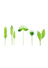 Flower set. Juicy green color. Isolated illustration of watercolor flowers