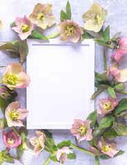 Blank photo frame and flowers hellebores. Floral background. Flat lay and copy space. Top view