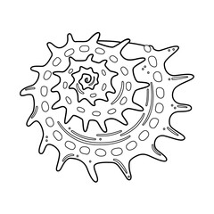 Seashell vector illustration. Black and white outline Seashell Coloring page for kids and adults. Page for relaxation and meditation. Vector illustration