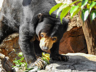 食べ物はほとんど嗅覚のみで探すマレーグマ