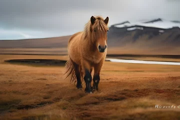 Fotobehang In the wild beauty of Iceland, amidst the winters snowy embrace, a majestic Icelandic horse roams freely, embodying the essence of natures untamed wildlife. Generative AI © Jaon