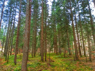 Forest and mountain. Landskape. Background.