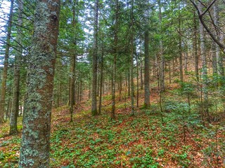 Forest and mountain. Landskape. Background.